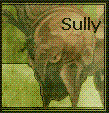 Sully's Photo