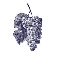 grapes's Photo