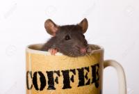 ratcoffee's Photo