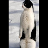 PenguinCat's Photo